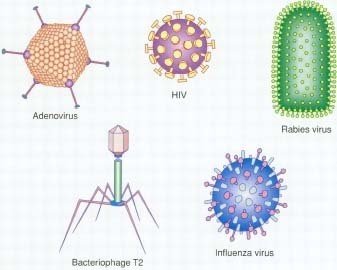 Various virus structures
