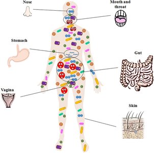 Diagram of the human microbiome