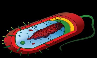 Diagram of a prokaryotic cell