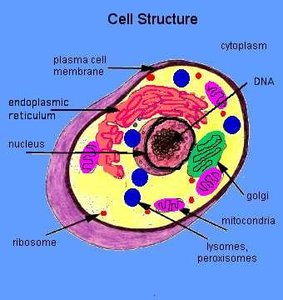 Diagram of a eukaryotic cell