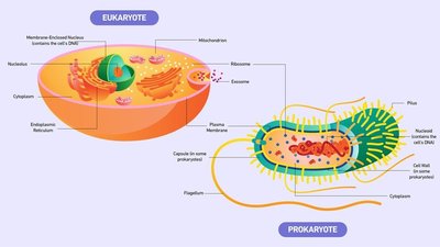 Comparison of eukaryotic and prokaryotic cells