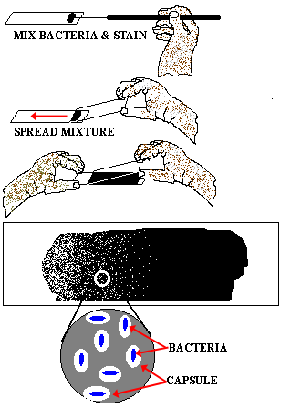 Negative stain for capsules