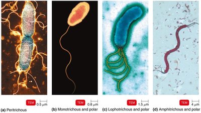 Arrangements of bacterial flagella