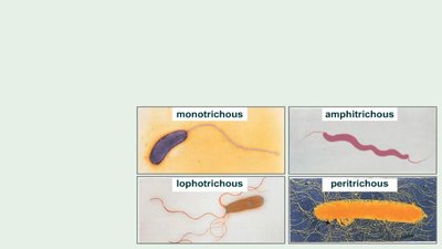 Flagella arrangements: monotrichous, amphitrichous, lophotrichous, peritrichous