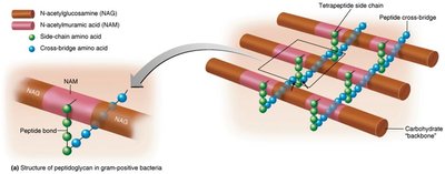 Peptidoglycan structure in gram-positive bacteria