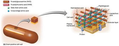 Gram-positive cell wall structure