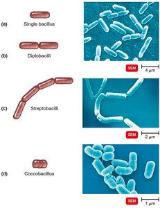 Bacilli arrangements