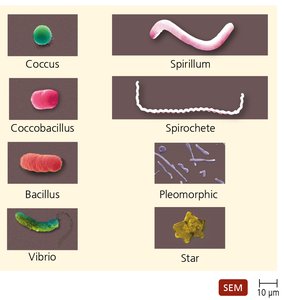 Bacterial shapes including coccus, bacillus, spirillum, spirochete, vibrio, pleomorphic, and star