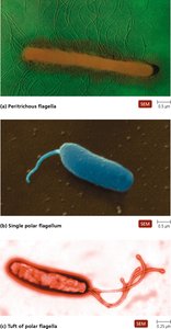 Different arrangements of bacterial flagella: peritrichous, polar, tufts