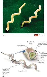 Structure and function of axial filaments in spirochetes
