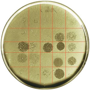 Phage typing plate
