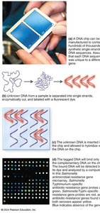 Dichotomous key for bacterial identification