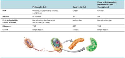 Table comparing prokaryotic and eukaryotic cells and organelles