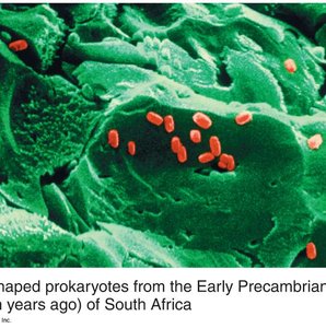 Fossilized prokaryotes