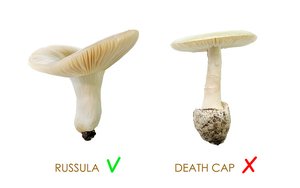Comparison of edible Russula and toxic Death Cap mushroom