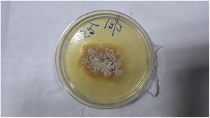 Chondrostereum purpureum in culture