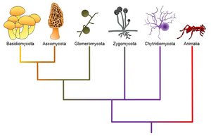 Phylogenetic tree of major fungal groups