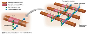 Structure of peptidoglycan in gram-positive bacteria