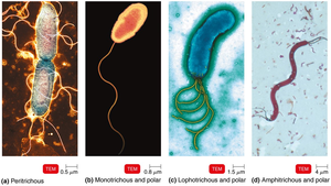 Arrangements of Bacterial Flagella