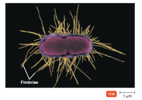 Fimbriae on bacterial cell