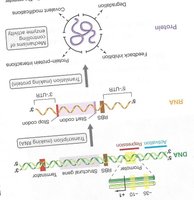 Diagram of gene expression regulation at transcription, translation, and post-translation levels