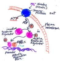 Two-component regulatory system for nitrate respiration