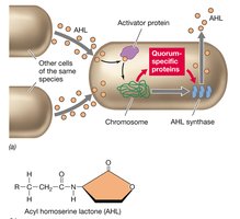 Quorum sensing via AHLs