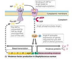 Quorum sensing and virulence in Staphylococcus aureus