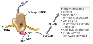 Stringent response under nutrient limitation