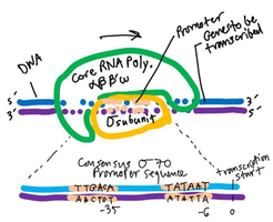 Sigma subunit and promoter recognition