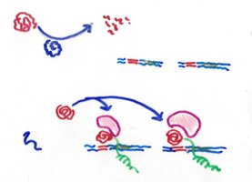 Regulation by alternate sigma factors