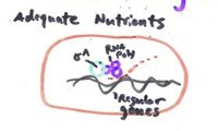 Control of endospore formation