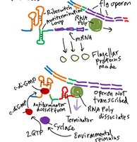 Riboswitch regulation of flagellar biosynthesis