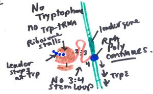 Attenuation: translation of leader peptide terminates transcription