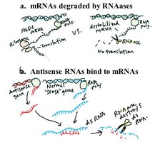 Post-transcriptional regulation: mRNA degradation and antisense RNA