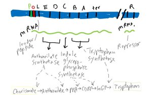 Organization of the trp operon and its gene products