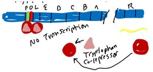 trp operon repressed when tryptophan is present