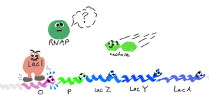 Cartoon of lac operon induction by lactose