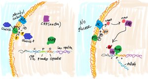 Glucose regulation of lac operon via CRP/cAMP