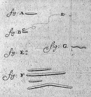 Drawings of animalcules by Leeuwenhoek