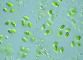 Chlamydomonas (alga)