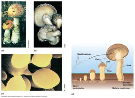 Mushrooms (club fungi)