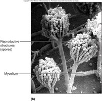 Aspergillus mold