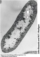 Heliobacterium modesticaldum (bacterium)