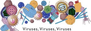 Diverse viruses