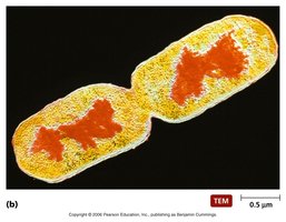 Bacterial binary fission TEM image