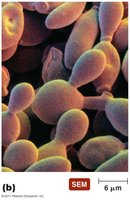 Yeast cells undergoing budding SEM image
