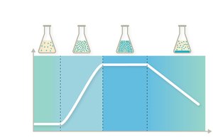 Bacterial growth curve showing four phases