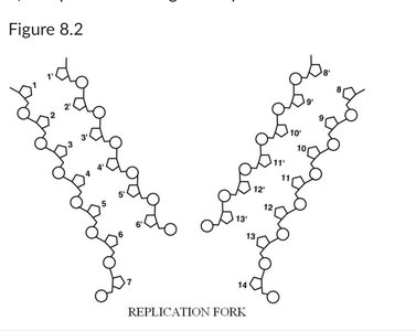 DNA replication fork diagram