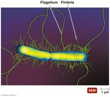 Fimbriae